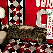 Scarlet joined the competition — help win amazing prizes! black, butterfly, cat, chair, cozy, fabric, gray, home_decor, indoor, lying_down, patchwork, pet, quilt, red, relaxed, sleeping, tabby_cat, textile, upside_down, white