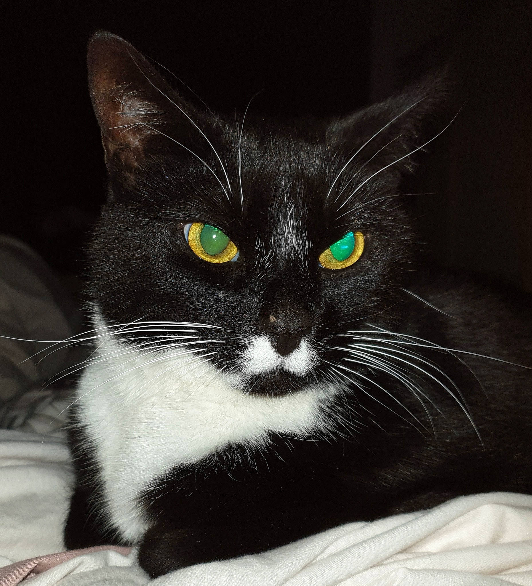 Wispa is registered to the contest to win money with this photo: asian, black, black_and_white, black_cat, carnivore, cat, domestic_short_haired_cat, ear, european_shorthair, eye, felidae, fur, kitten, mammal, nose, ojos_azules, small_to_medium_sized_cats, snout, vertebrate, whiskers