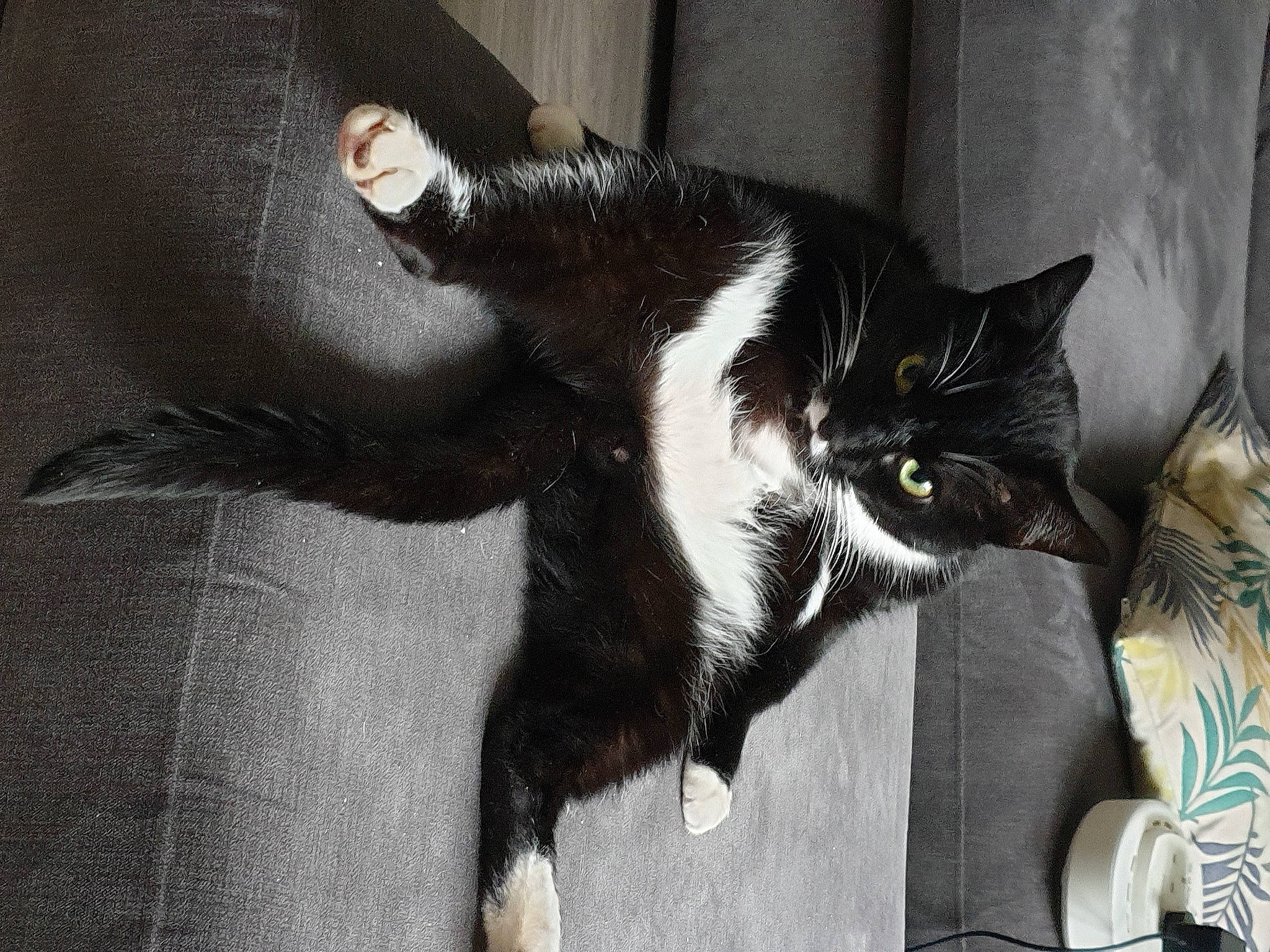 Wispa is registered to the contest to win money with this photo: black_cat, carnivore, cat, domestic_short_haired_cat, european_shorthair, felidae, fur, kitten, mammal, norwegian_forest_cat, polydactyl_cat, small_to_medium_sized_cats, tail, whiskers