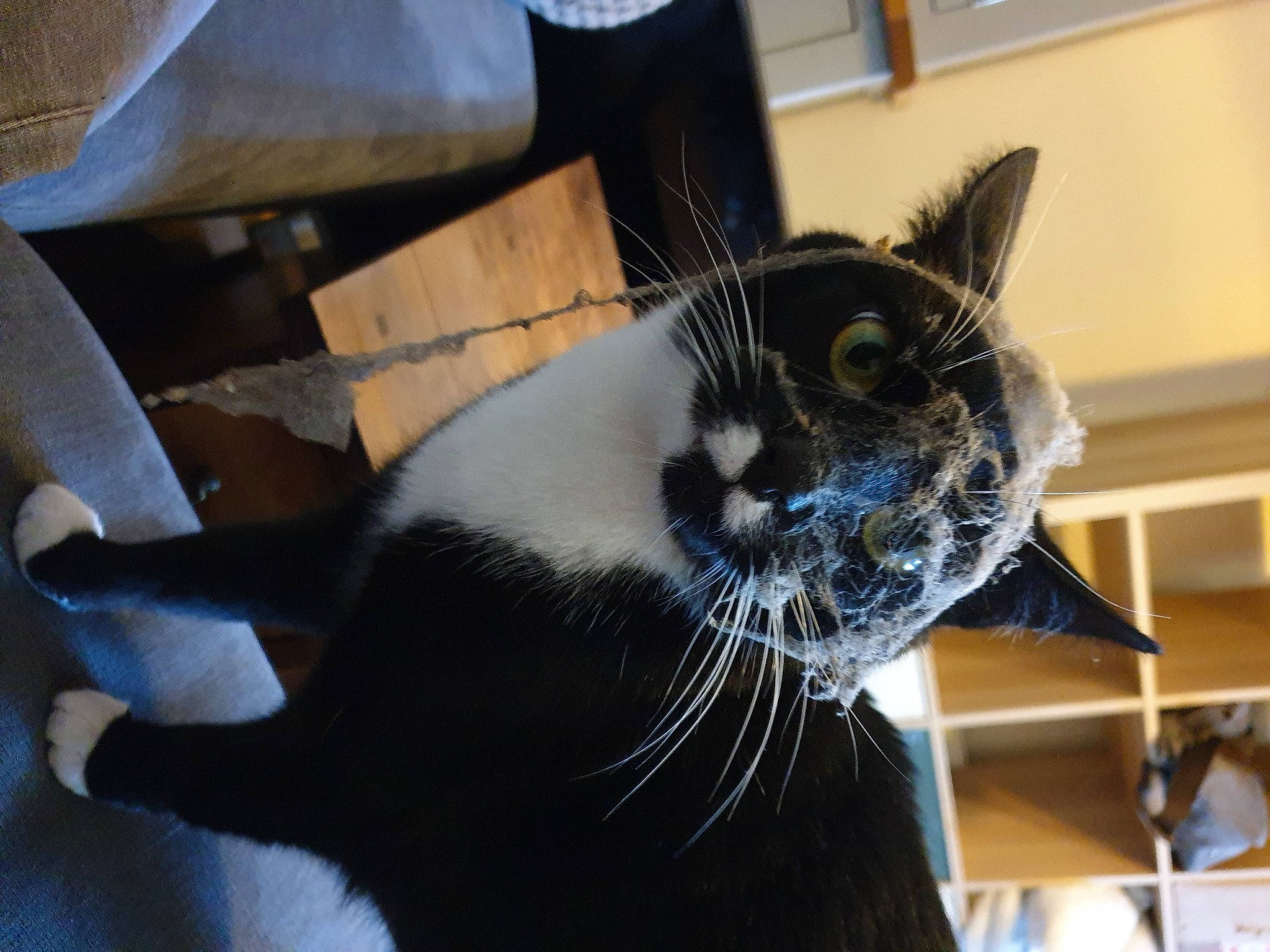 Wispa is registered to the contest to win money with this photo: asian, black, black_cat, carnivore, cat, domestic_short_haired_cat, ear, european_shorthair, felidae, fur, small_to_medium_sized_cats, tail, whiskers