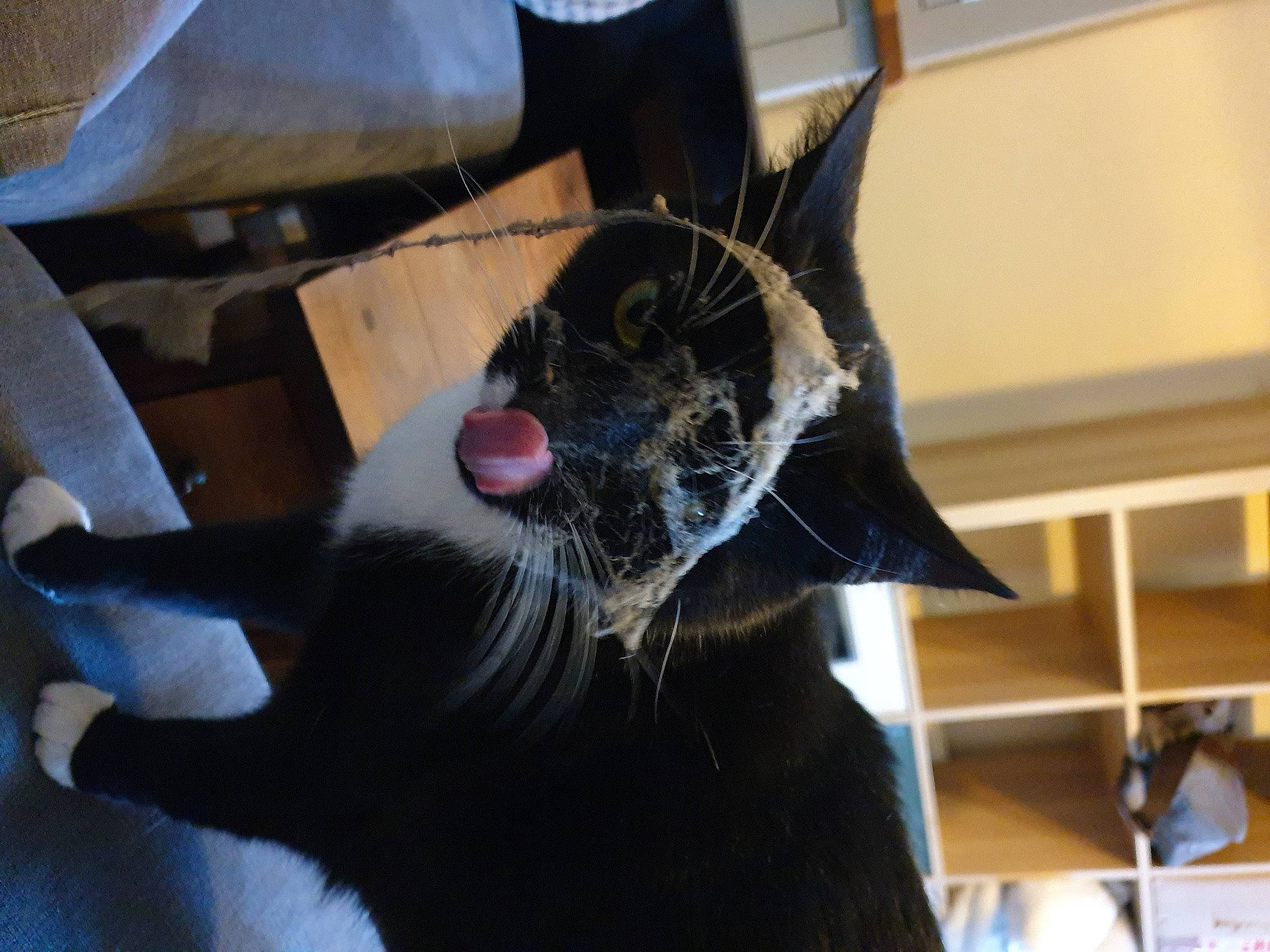 Wispa is registered to the contest to win money with this photo: black_cat, carnivore, cat, ear, felidae, fur, organism, small_to_medium_sized_cats, snout, whiskers