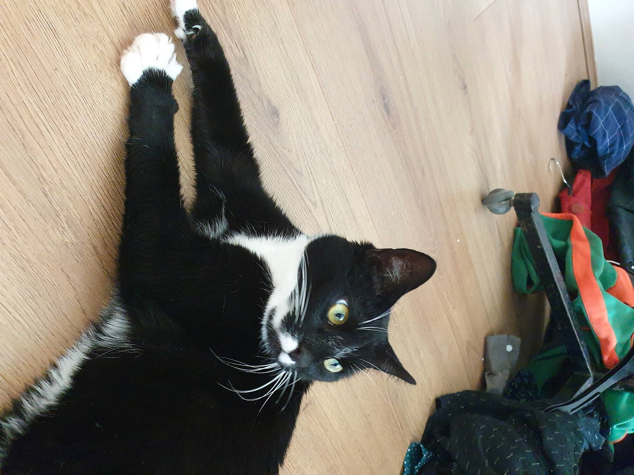 Wispa is registered to the contest to win money with this photo: black, black_cat, bombay, carnivore, cat, claw, felidae, fur, small_to_medium_sized_cats, tail, whiskers