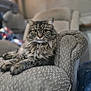 cat, tabby, fluffy, armchair, furniture, indoor, pet, animal, green_eyes, relaxed, lounging, cozy, home, portrait, closeup, soft_light, whiskers, couch, patterned, comfortable