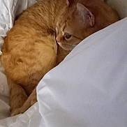 Toast is registered to the contest to win money with this photo: cat, orange_cat, bed, pillow, white_bedding, cozy, feline, pet, domestic_animal, resting, sleepy, cute, fur, animal, indoor, relaxation, comfort, snuggling, soft, warm