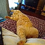 Toast joined the competition — help win amazing prizes! cat, orange_tabby, bed, stretching, feline, indoor, furniture, remote_control, blanket, patterned_bedspread, relaxing, paw, cozy, wooden_bedframe, curtains, dresser, sleeping, home, domestic_animal, resting