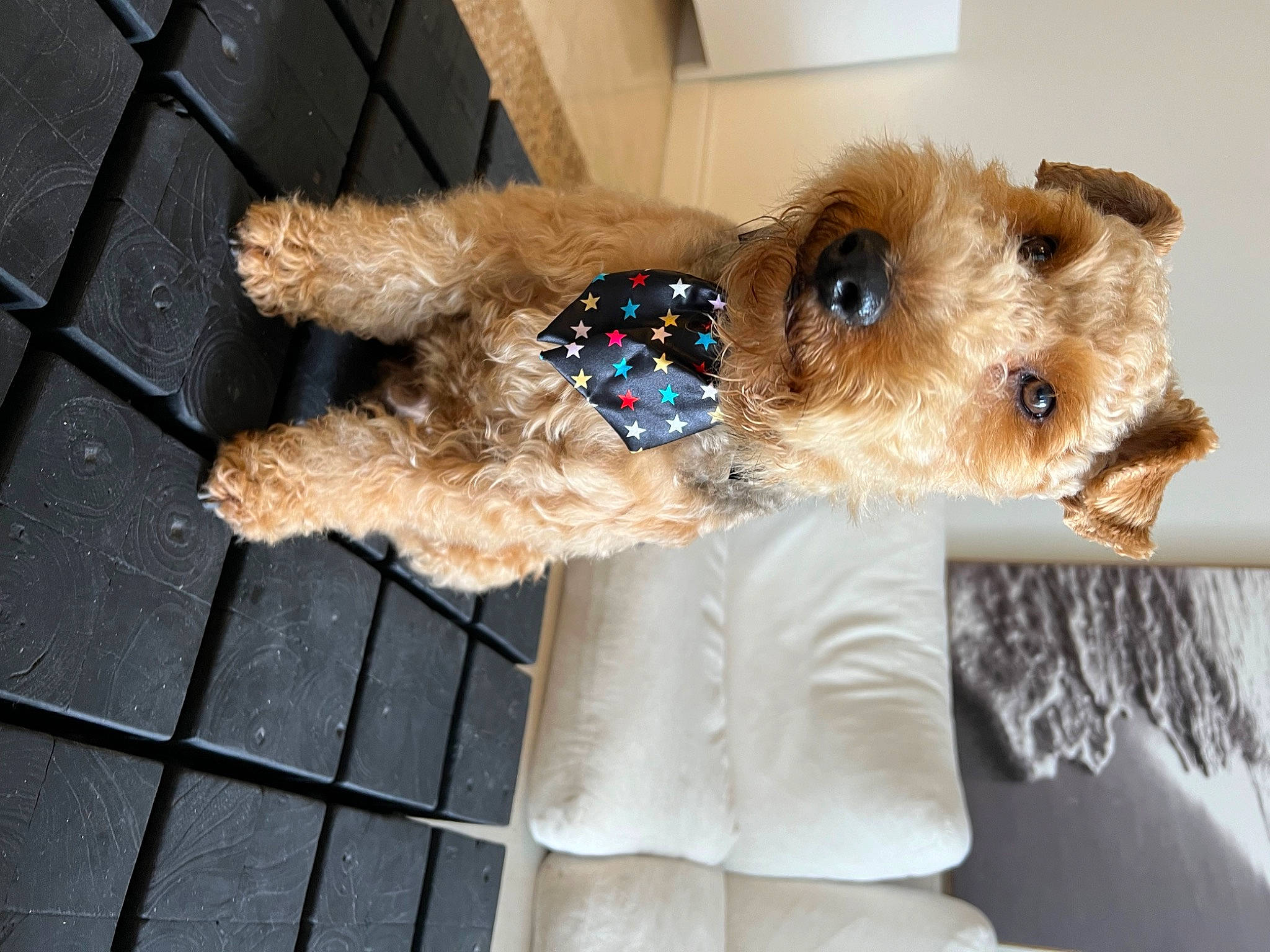 Oti joined the competition — help win amazing prizes! canidae, carnivore, collar, companion_dog, dog, dog_breed, dog_clothes, dog_supply, fawn, fur, irish_terrier, lakeland_terrier, pet_supply, snout, sporting_group, terrier, toy, welsh_terrier, working_animal