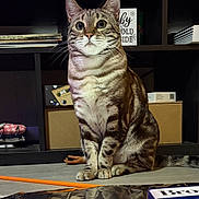 Girl is registered to the contest to win money with this photo: cat, tabby_cat, pet, sitting, whiskers, paws, ears, eyes, shelf, bookshelf, boxes, skeleton, holiday_sign, decor, table, floor, toy_hand, packaging, reflection, indoor