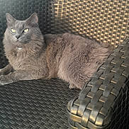 Jimmy joined the competition — help win amazing prizes! armrest, cat, close_up, collar, cozy, domestic_cat, fluffy_fur, furniture, gray_cat, indoor, patio_chair, paws, pet, portrait, relaxed, sitting, whiskers, wicker_chair, woven_texture, yellow_eyes