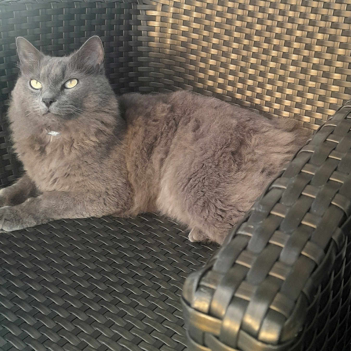 Jimmy joined the competition — help win amazing prizes! armrest, cat, close_up, collar, cozy, domestic_cat, fluffy_fur, furniture, gray_cat, indoor, patio_chair, paws, pet, portrait, relaxed, sitting, whiskers, wicker_chair, woven_texture, yellow_eyes