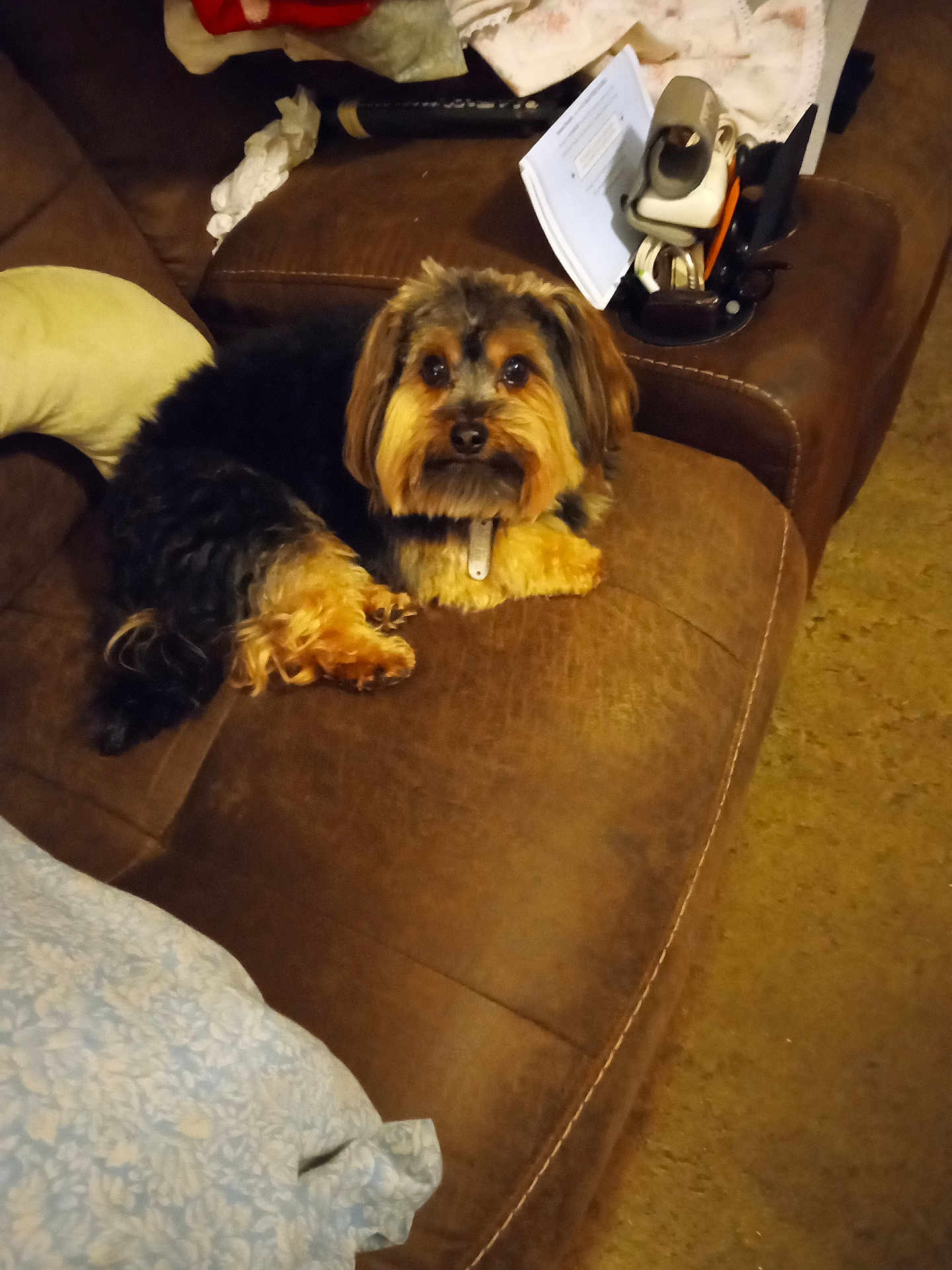 Freddy is registered to the contest to win money with this photo: dog, couch, brown, leather, pet, indoor, fur, small_dog, pillow, fluffy, relaxing, looking, curious, home, carpet, resting, animal, companion, cozy, household_items