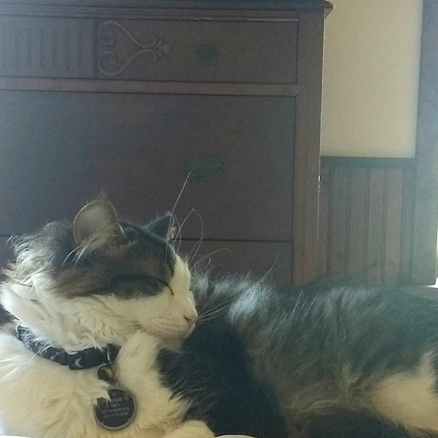 Mo