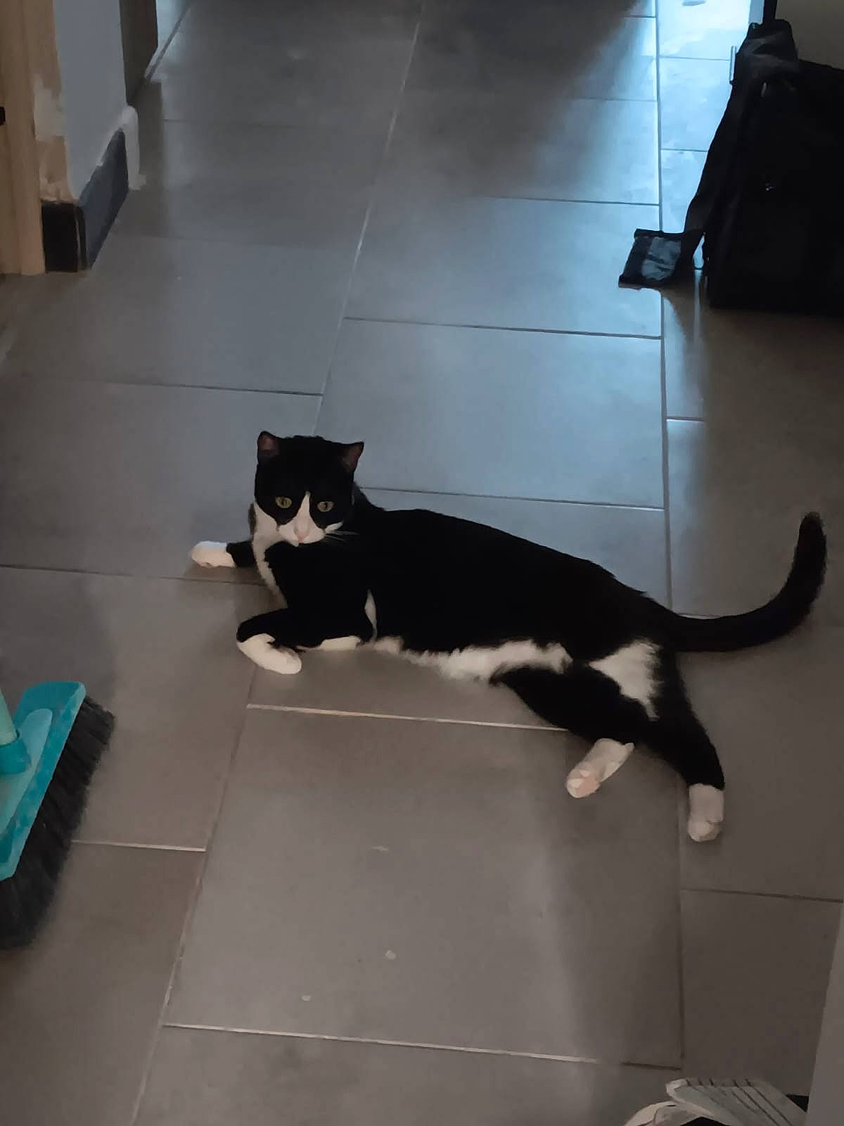 Jazzy a rejoint le concours — aidez-le/la à gagner de superbes lots ! carnivore, cat, domestic_short_haired_cat, felidae, floor, flooring, fur, hardwood, laminate_flooring, room, shadow, small_to_medium_sized_cats, tail, terrestrial_animal, tile, tile_flooring, whiskers, wood, wood_flooring