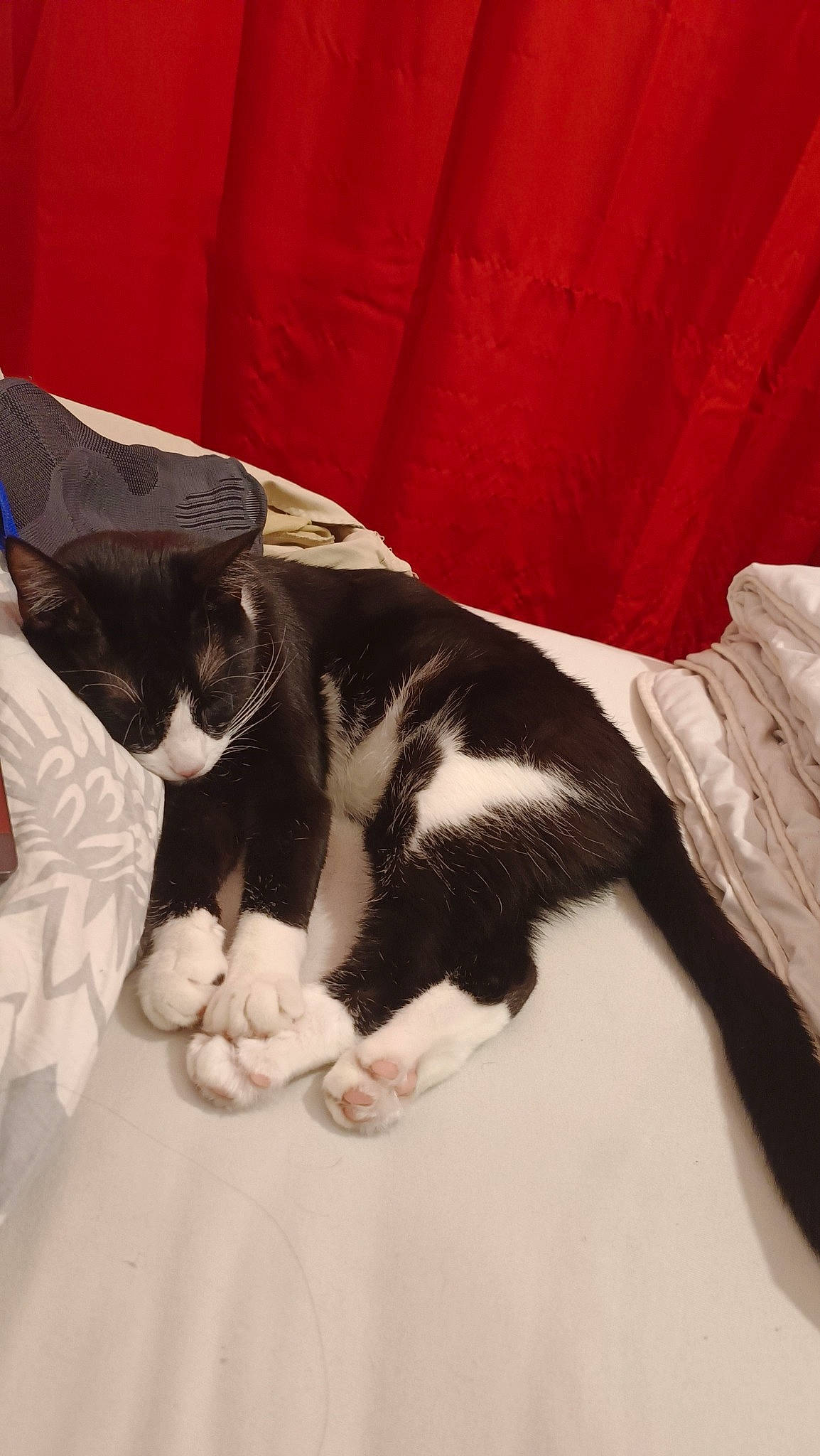 Jazzy participe au concours pour gagner de l'argent avec cette photo : carmine, carnivore, cat, claw, comfort, domestic_short_haired_cat, felidae, foot, formal_wear, fur, human_leg, linens, nap, pattern, paw, small_to_medium_sized_cats, tail, terrestrial_animal, whiskers, wood