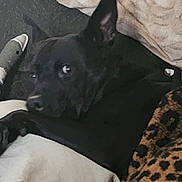 Bear is registered to the contest to win money with this photo: animal, bed, black_dog, blanket, comfort, cozy, curious, cute, dog, domestic, ears, eyes, fur, indoor, leopard_print, looking, lying_down, pet, pillow, resting