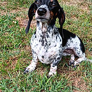 Peppa is registered to the contest to win money with this photo: dog, grass, outdoor, pet, black_and_white, long_ears, sitting, animal, nature, cute, spotty, fur, canine, alert, daylight, closeup, portrait, mammal, adorable, watching