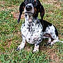 dog, grass, outdoor, pet, black_and_white, long_ears, sitting, animal, nature, cute, spotty, fur, canine, alert, daylight, closeup, portrait, mammal, adorable, watching