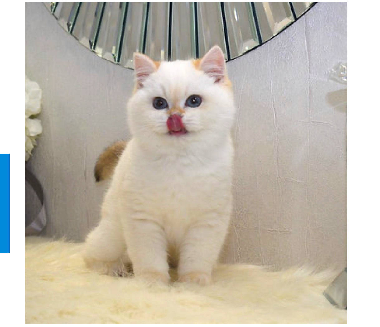 Oskar is registered to the contest to win money with this photo: carnivore, cat, comfort, domestic_short_haired_cat, felidae, fur, head, paw, photo_caption, rectangle, sitting, small_to_medium_sized_cats, snout, square, tail, terrestrial_animal, whiskers