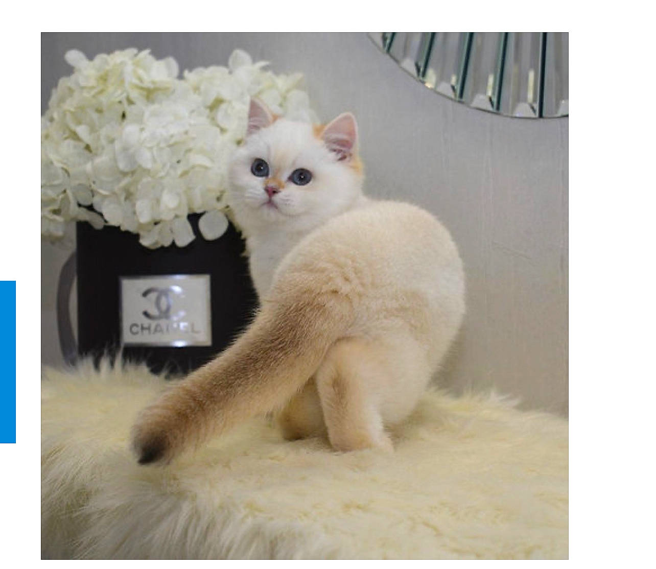 Oskar joined the competition — help win amazing prizes! art, carnivore, cat, claw, comfort, domestic_short_haired_cat, fawn, felidae, font, fur, kitchen_utensil, paw, petal, photo_caption, rectangle, small_to_medium_sized_cats, tail, terrestrial_animal, whiskers, white