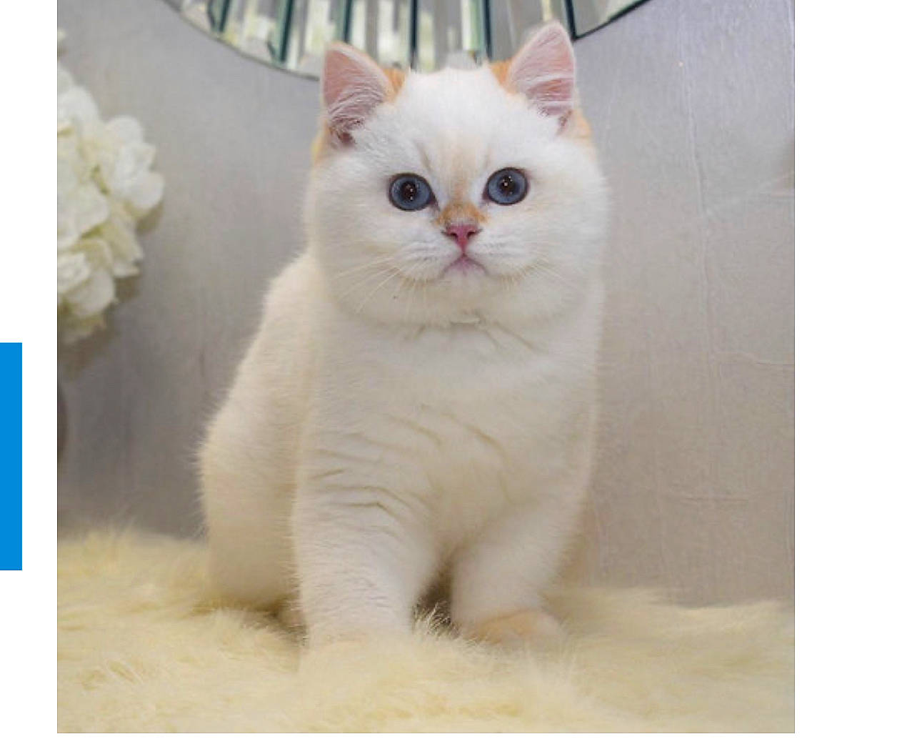 Oskar joined the competition — help win amazing prizes! carnivore, cat, comfort, domestic_short_haired_cat, fawn, felidae, fur, paw, small_to_medium_sized_cats, snout, tail, terrestrial_animal, whiskers