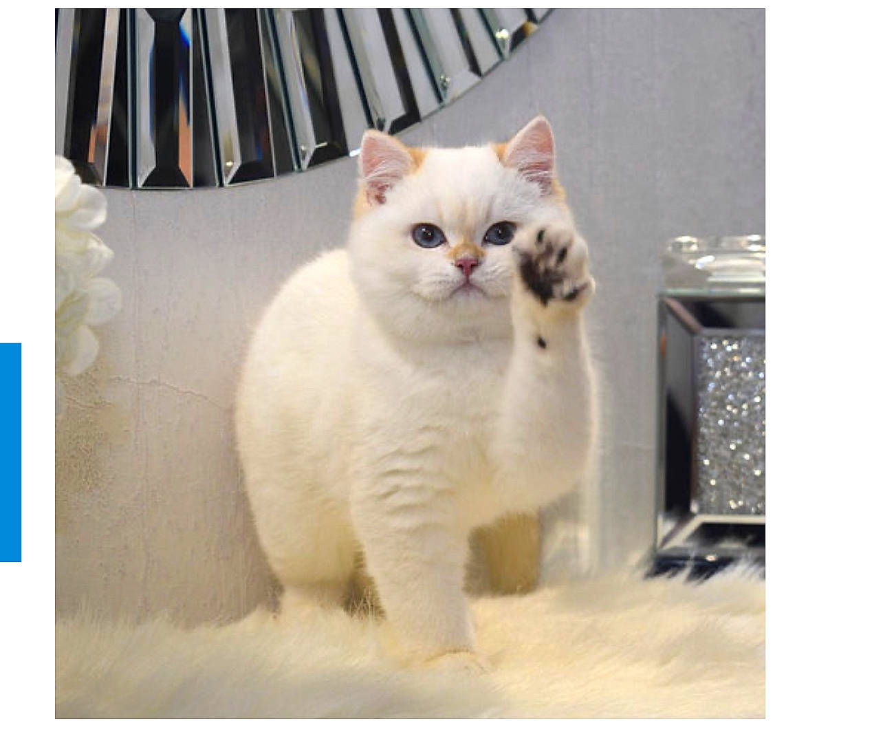 Oskar joined the competition — help win amazing prizes! carnivore, cat, comfort, domestic_short_haired_cat, felidae, font, fur, metal, paw, photo_caption, rectangle, sitting, small_to_medium_sized_cats, snout, tail, terrestrial_animal, whiskers