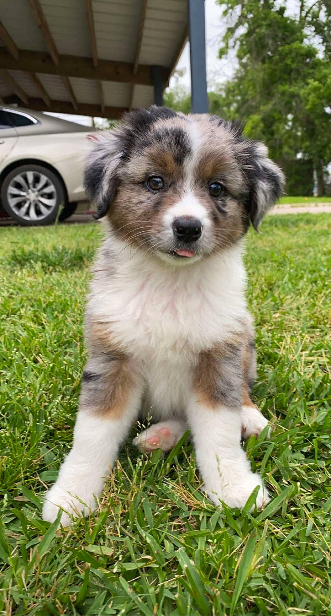 Coop is registered to the contest to win money with this photo: australian_collie, australian_shepherd, car, carnivore, companion_dog, dog, dog_breed, grass, hubcap, miniature_australian_shepherd, plant, snout, sporting_group, terrestrial_animal, tire, tree, vehicle, vehicle_registration_plate, wheel, whiskers