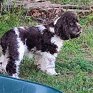 Rose is registered to the contest to win money with this photo: dog, animal, outdoor, grass, fence, black_and_white, curious, pet, canine, yard, fur, nature, alert, domestic_animal, grass_field, background, side_view, standing, plastic_tub, daytime