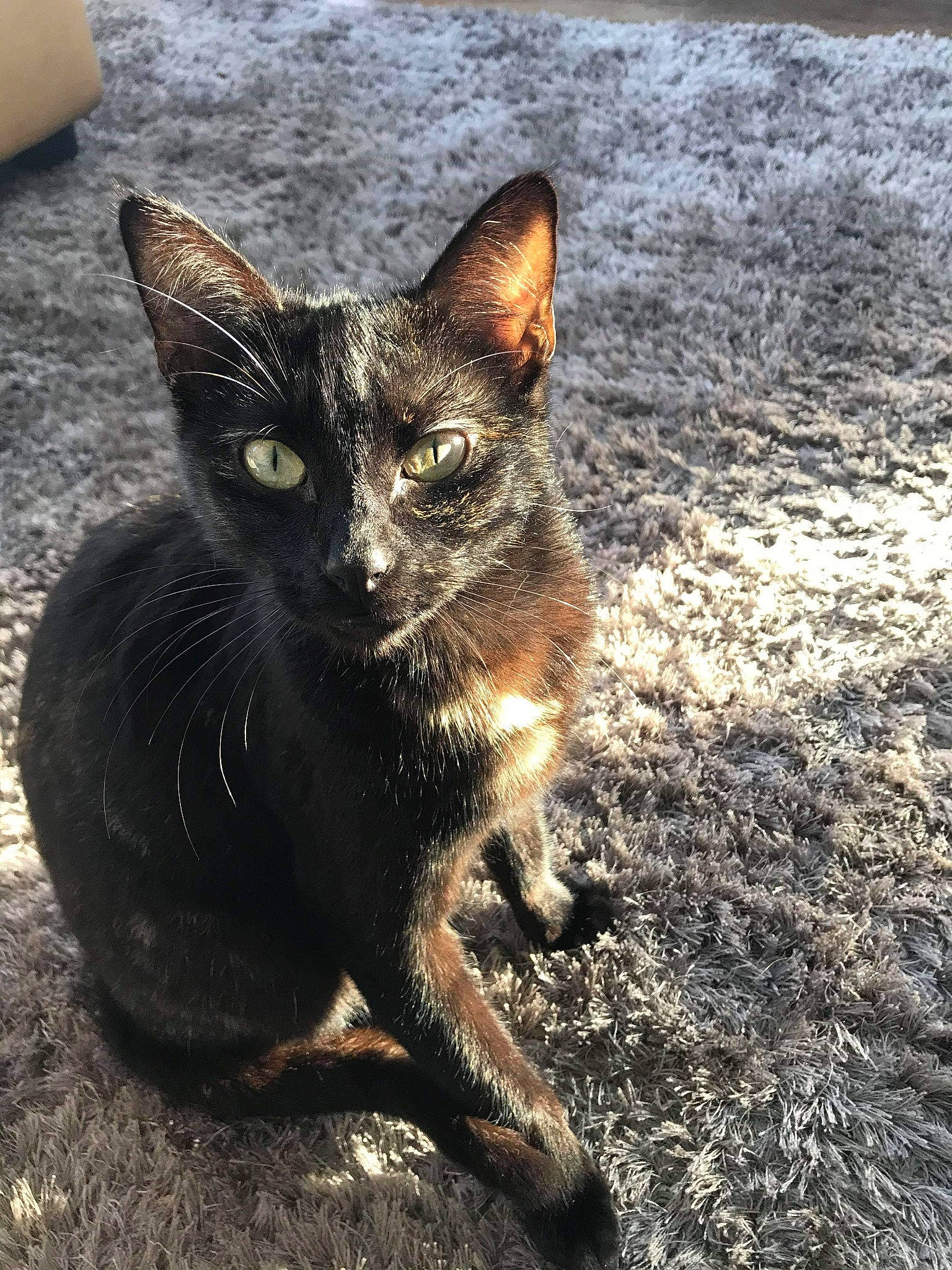 Paul a rejoint le concours — aidez-le/la à gagner de superbes lots ! aegean_cat, arabian_mau, asian, black_cat, carnivore, cat, domestic_short_haired_cat, european_shorthair, eye, felidae, german_rex, mammal, small_to_medium_sized_cats, snout, vertebrate, whiskers, wildlife