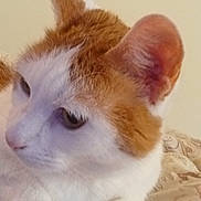 Cinnamon joined the competition — help win amazing prizes! cat, orange_and_white, fluffy, fur, pet, animal, close_up, portrait, face, ears, eyes, nose, whiskers, lying_down, resting, blanket, bed, indoors, cozy, letterboxing