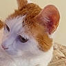 cat, orange_and_white, fluffy, fur, pet, animal, close_up, portrait, face, ears, eyes, nose, whiskers, lying_down, resting, blanket, bed, indoors, cozy, letterboxing