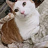 Cinnamon joined the competition — help win amazing prizes! cat, kitten, orange_and_white, pet, animal, feline, portrait, close_up, wide_eyed, curious, ears, whiskers, pink_nose, fur, indoor, bed, blanket, bedding, cozy, home