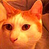 Cinnamon is registered to the contest to win money with this photo: cat, orange_cat, white_cat, pet, animal, feline, close_up, portrait, face, eyes, whiskers, ears, nose, fur, indoor, couch, home, resting, cozy, warm_lighting