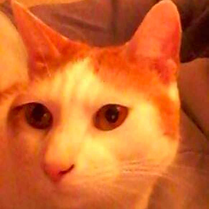 Cinnamon is registered to the contest to win money with this photo: cat, orange_cat, white_cat, pet, animal, feline, close_up, portrait, face, eyes, whiskers, ears, nose, fur, indoor, couch, home, resting, cozy, warm_lighting