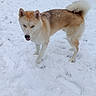 Floki participe au concours pour gagner de l'argent avec cette photo : dog, snow, winter, outdoor, street, cars, parked_cars, snowfall, fluffy, curled_tail, standing, animal, pet, canine, white_snow, brown_fur, snowy_weather, portrait, nature, cold