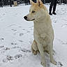 dog, snow, winter, outdoor, sitting, white_dog, pointed_ears, fluffy_fur, blue_eyes, animal_portrait, snowfall, frosty, neighborhood, fence, apartment_buildings, person, cold_weather, pawprints, front_view, natural_light
