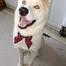 dog, husky, canine, white_fur, cream_fur, blue_eyes, pointed_ears, smiling, open_mouth, sitting, bow_tie, red_accessory, portrait, indoor, kitchen, tile_floor, cabinet, pet, happy, flash_photography