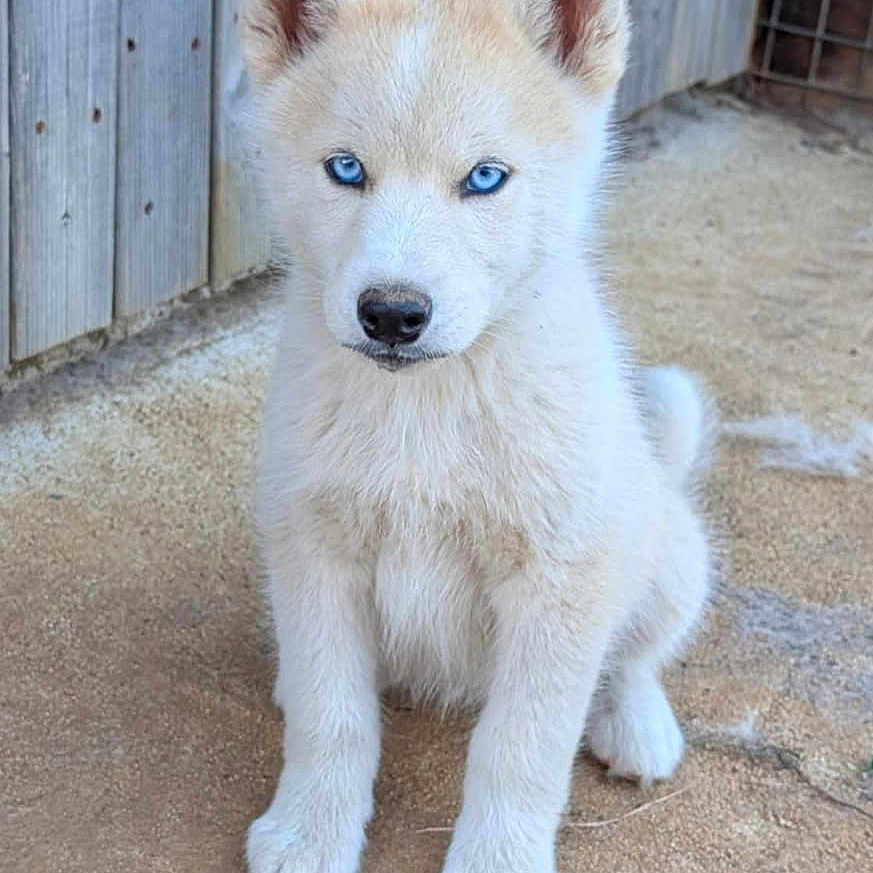 Floki participe au concours pour gagner de l'argent avec cette photo : puppy, dog, siberian_husky, white_fur, blue_eyes, fluffy, sitting, outdoor, patio, wooden_fence, backyard, pet, animal, portrait, front_view, upright_ears, black_nose, cute, canine, daylight