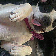 Lady joined the competition — help win amazing prizes! dog, pet, canine, tongue_out, paw, collar, playful, cute, lying_down, relaxed, white_fur, black_markings, indoor, blanket, couch, closeup, face, animal, domestic, companion