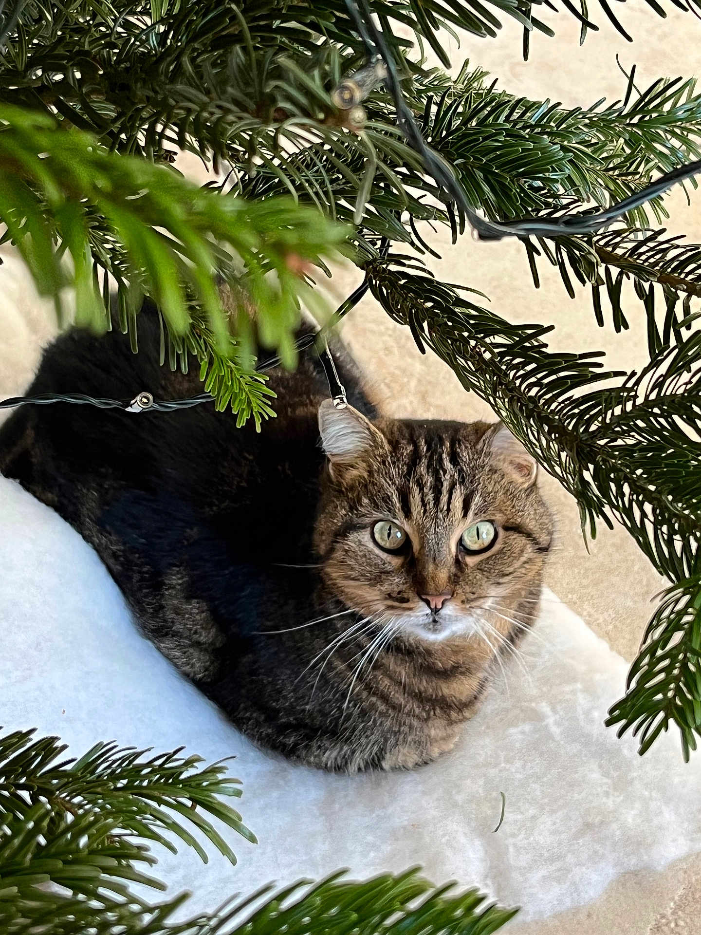 Maya