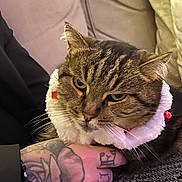 Maya participe au concours pour gagner de l'argent avec cette photo : animal, bell, cat, close_up, clothing, collar, comfort, couch, feline, fur, hand, indoor, person, pet, relaxation, resting, skin, tabby_cat, tattoo, whiskers
