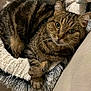 Maya participe au concours pour gagner de l'argent avec cette photo : animal, bed, cat, closeup, comfortable, cozy, curious, cute, domestic, feline, fur, indoor, paws, pet_bed, relaxed, resting, soft_texture, striped, tabby, whiskers