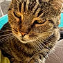 Maya a rejoint le concours — aidez-le/la à gagner de superbes lots ! animal, cat, close_up, cozy, cute, detailed, feline, fur, mammal, outdoor, paws, pet, portrait, relaxed, resting, soft_light, sunlight, tabby_cat, whiskers, yellow_fabric