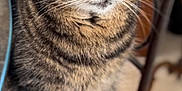 Maya participe au concours pour gagner de l'argent avec cette photo : animal, cat, chair, closeup, cozy, domestic_cat, ears, feline, fur, green_eyes, indoor, pet, portrait, red_cushion, relaxed, sitting, striped, tabby, whiskers, wooden_background