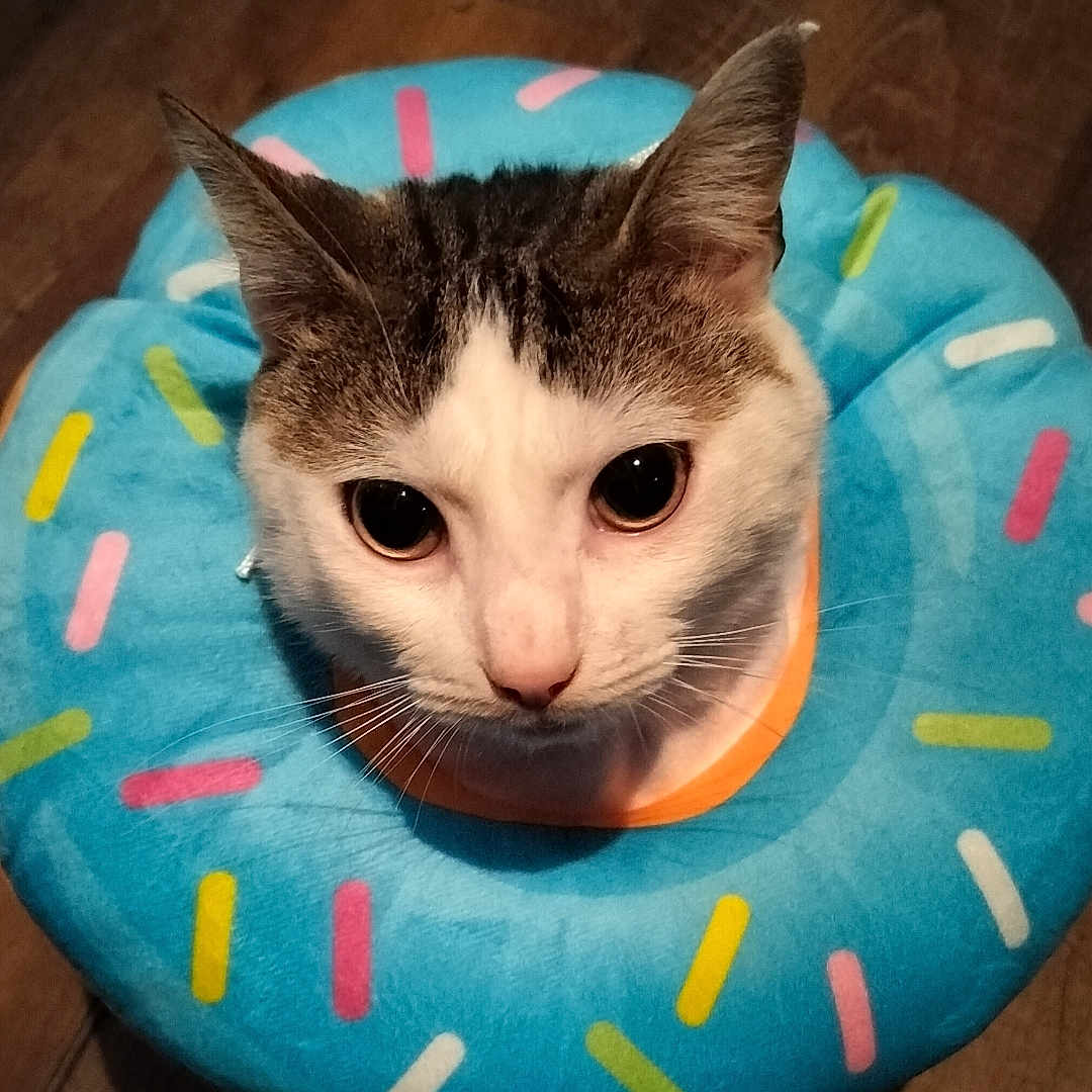 Tuna is registered to the contest to win money with this photo: abyssinian, angora, animal, canine, cat, cushion, dog, face, hardwood, head, homedecor, indoors, kitten, manx, person, pet, photography, portrait, siamese, wood