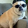 accessory, animal, cap, casual, chubby, companion, cool, couch, cute, dog, domestic_animal, fashion, funny, furniture, indoor, pet, portrait, relaxed, sunglasses, white_dog