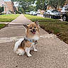 brick_buildings, collar, dog, fluffy, grass, houses, long_fur, neighborhood, open_mouth, outdoor, parked_cars, pet, pointed_ears, residential, sidewalk, sitting, small_dog, smiling, street, trees