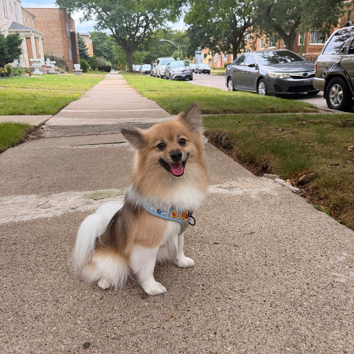 Gizmo