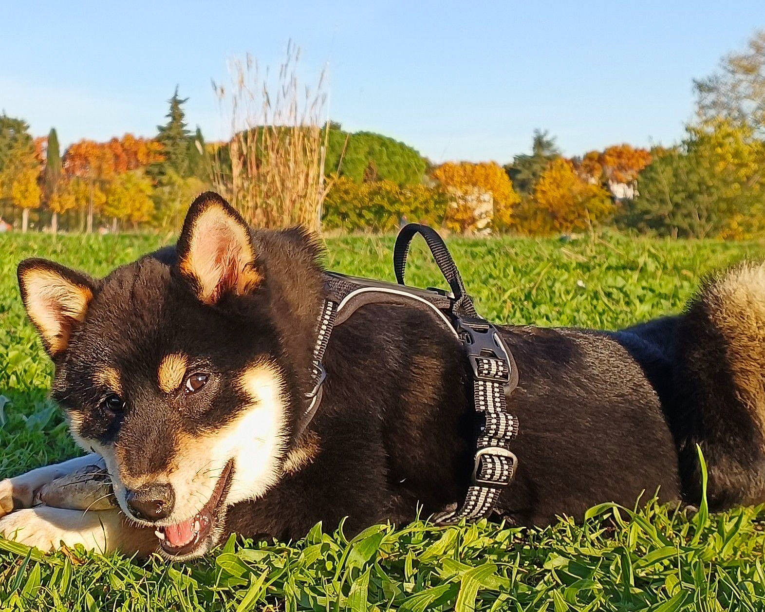 Uryo participe au concours pour gagner de l'argent avec cette photo : art, canidae, carnivore, collar, companion_dog, dog, dog_breed, grass, herding_dog, landscape, plant, recreation, sky, snout, sporting_group, terrestrial_animal, tree, whiskers, working_animal, working_dog