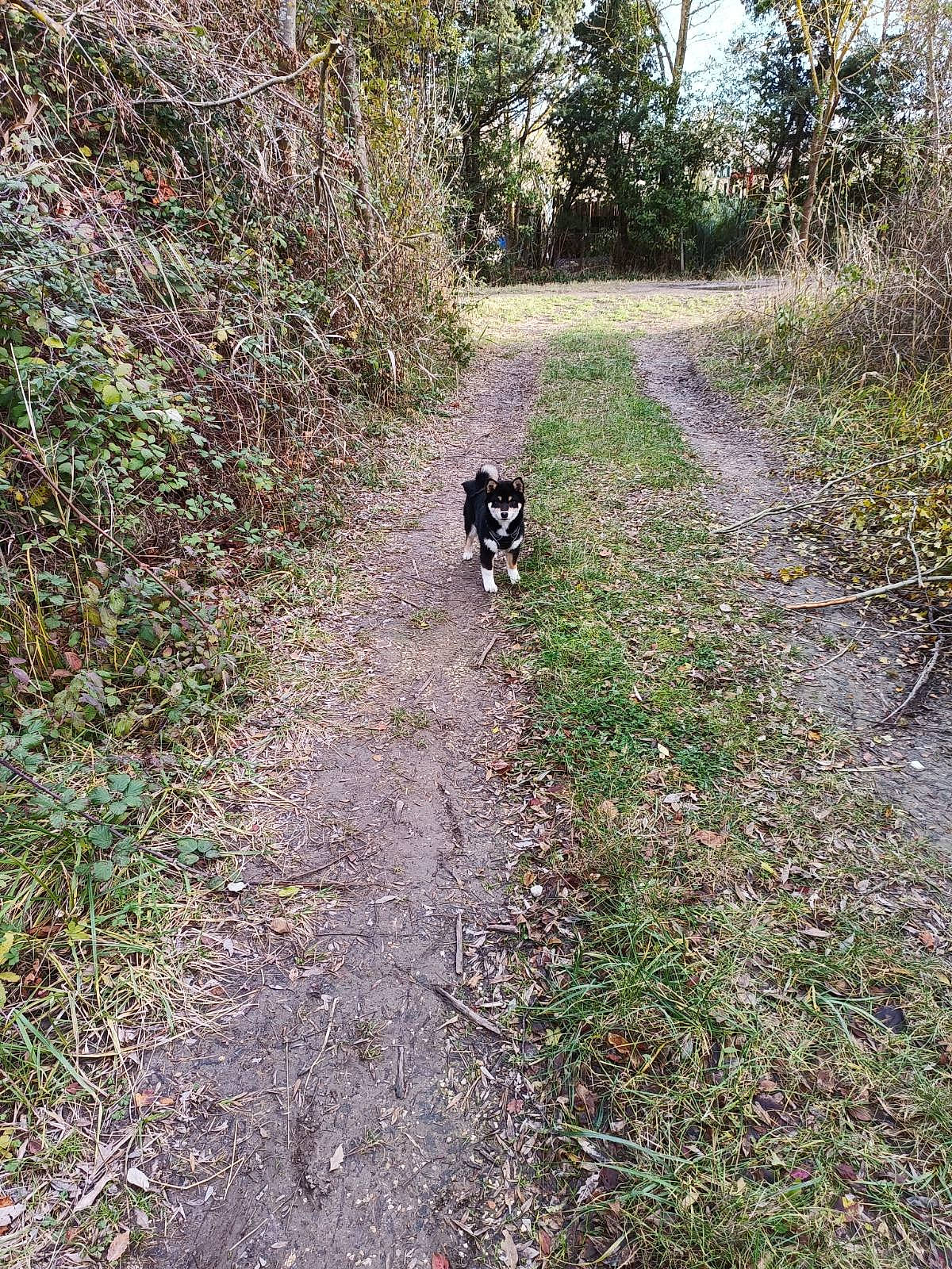 Uryo a rejoint le concours — aidez-le/la à gagner de superbes lots ! carnivore, dirt_road, dog, dog_breed, forest, grass, groundcover, natural_landscape, path, plant, road, road_surface, shrub, soil, sporting_group, thoroughfare, trail, tree, woodland, working_animal