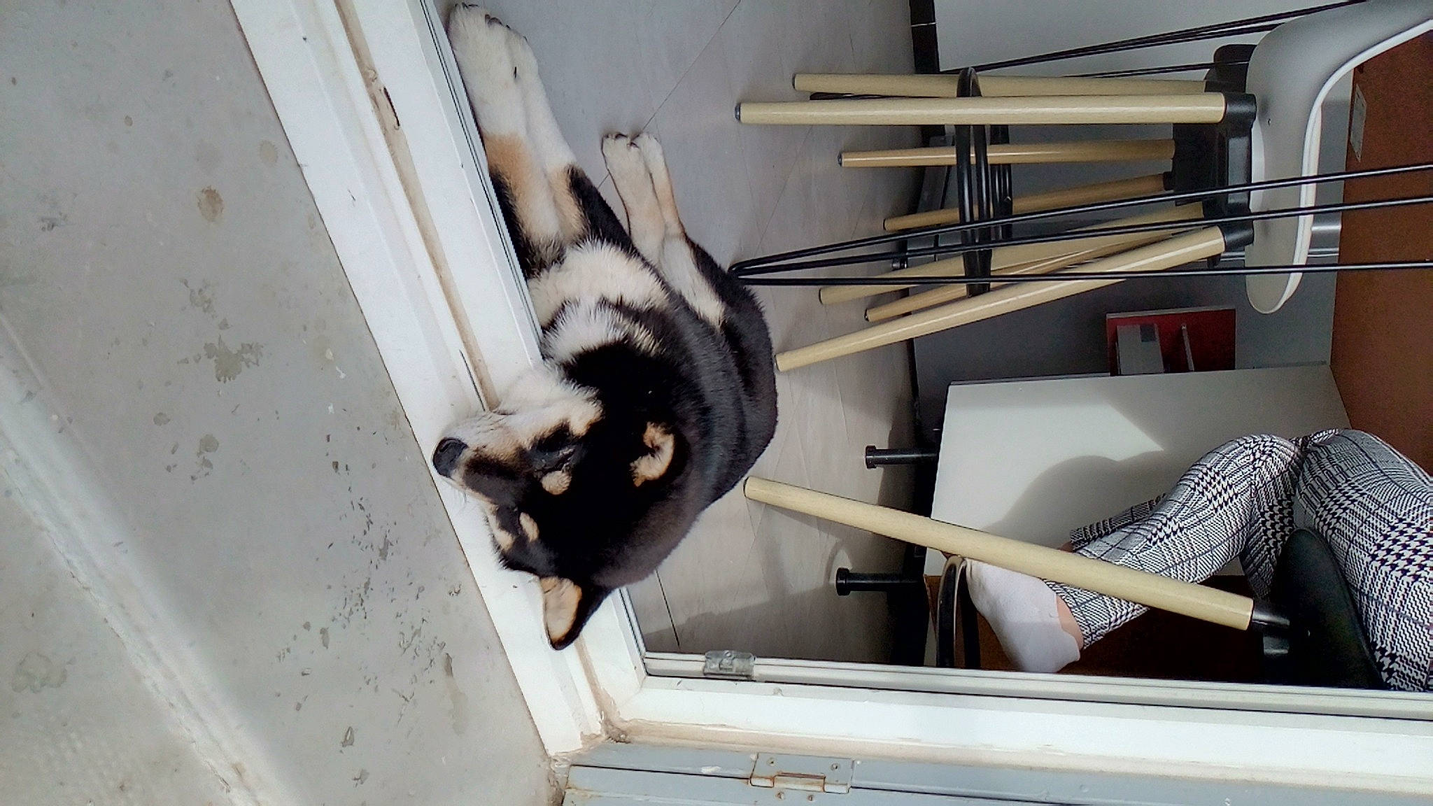 Uryo a rejoint le concours — aidez-le/la à gagner de superbes lots ! aluminium, carnivore, cat, ceiling, dog_breed, domestic_short_haired_cat, felidae, fur, handrail, machine, metal, room, sash_window, small_to_medium_sized_cats, sporting_group, stairs, tail, whiskers, window, wood