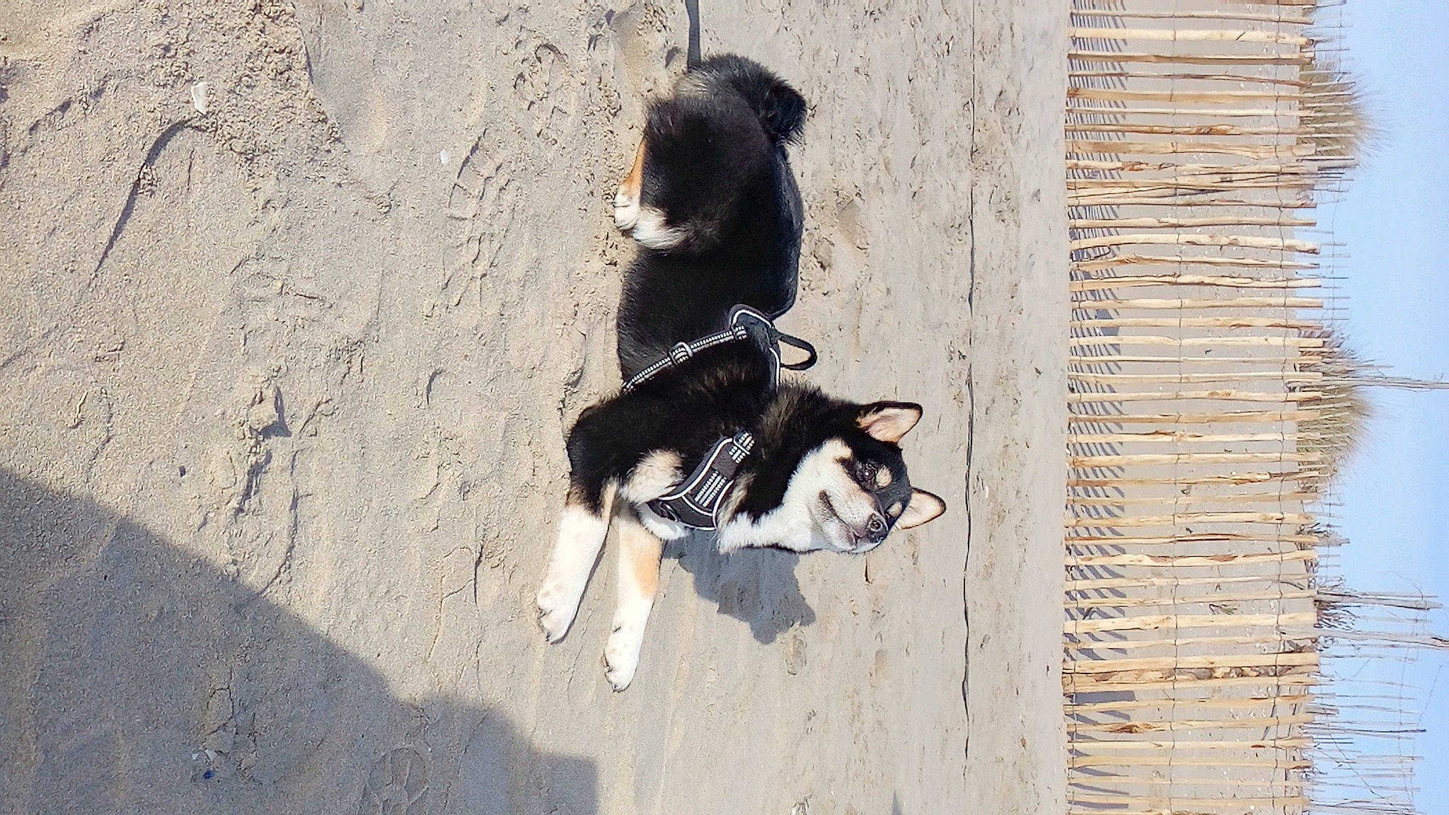 Uryo a rejoint le concours — aidez-le/la à gagner de superbes lots ! canidae, carnivore, claw, dog_breed, felidae, fur, human_leg, paw, shadow, sitting, small_to_medium_sized_cats, snout, soil, sporting_group, tail, terrestrial_animal, tree, whiskers, wildlife, wood